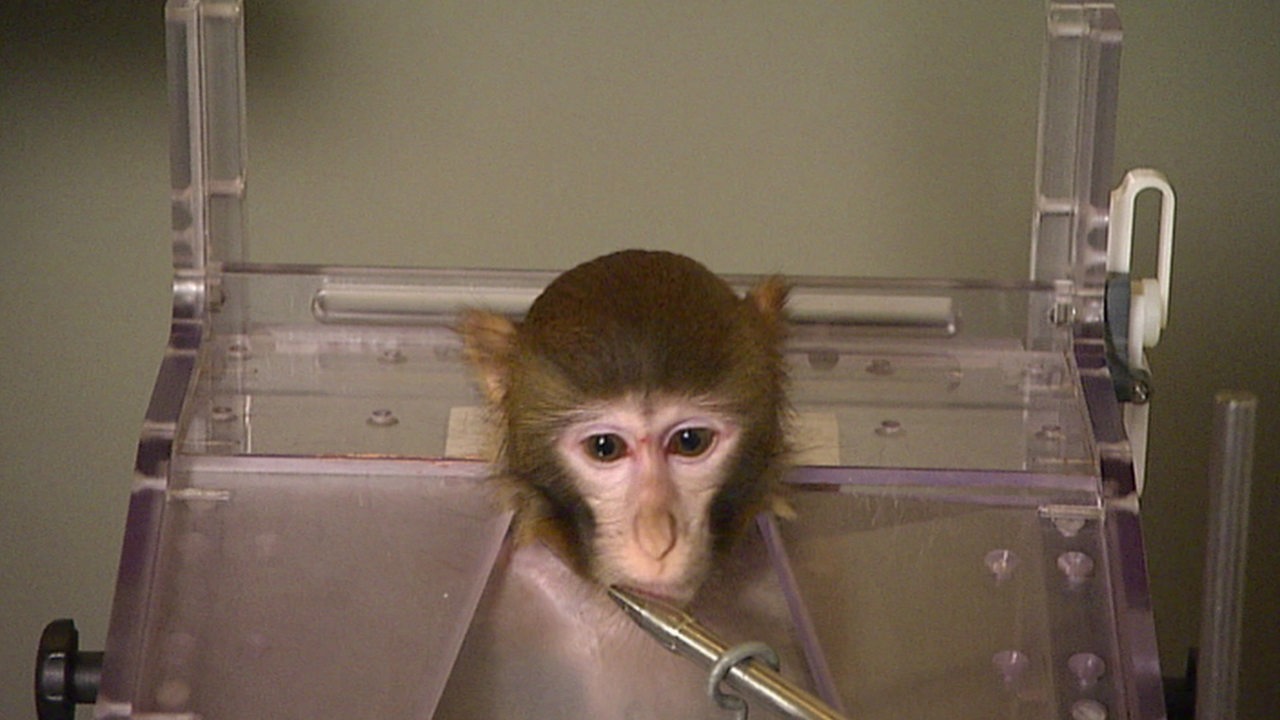 Ein kleiner Affe bei einem Hirnforschungsexperiment.