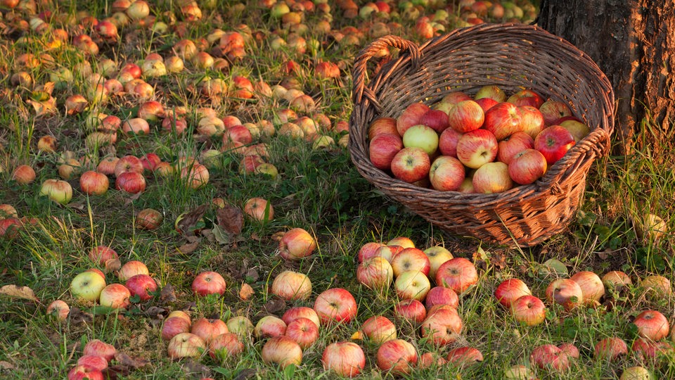Korb mit Äpfeln im Garten