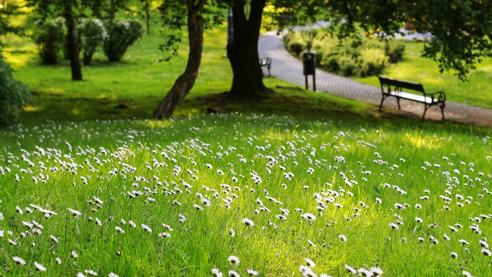 Blumenwiese in einem Park in der Frühlingszeit (Symbolbild)